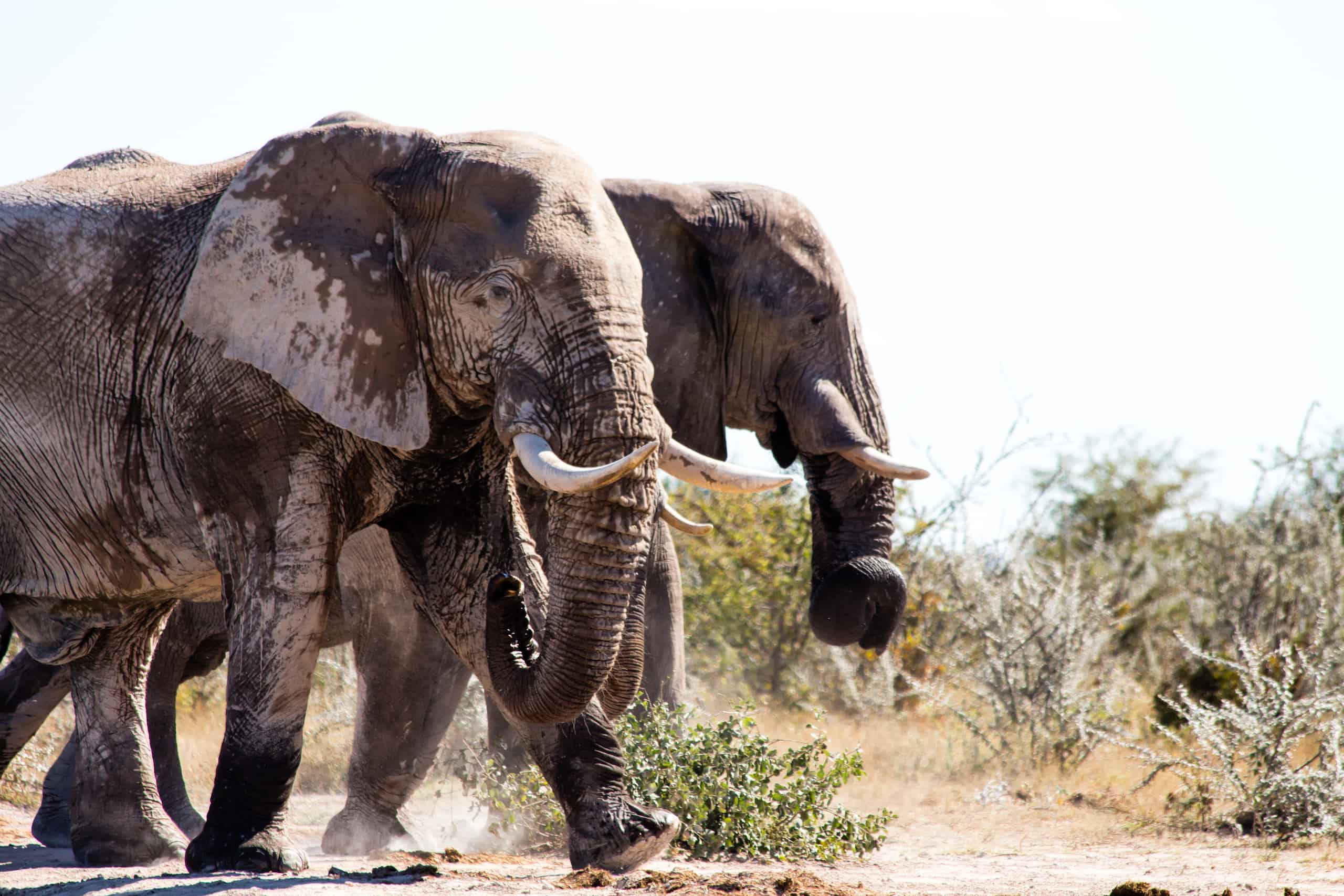 Photo 4 de Botswana