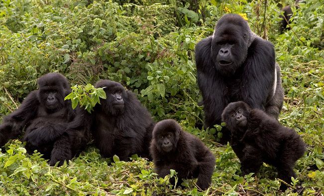 Parc National des Virunga