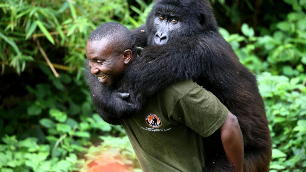 Photo 1 de RD Congo