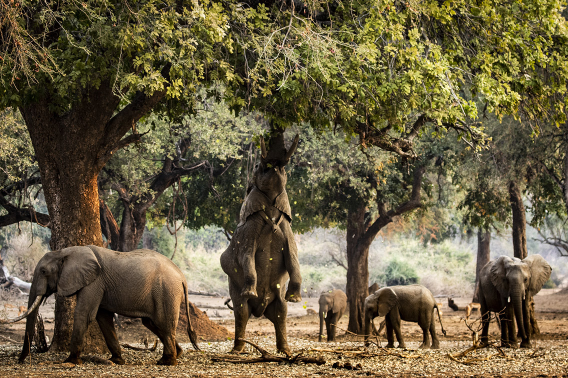 Photo 1 de Zimbabwe