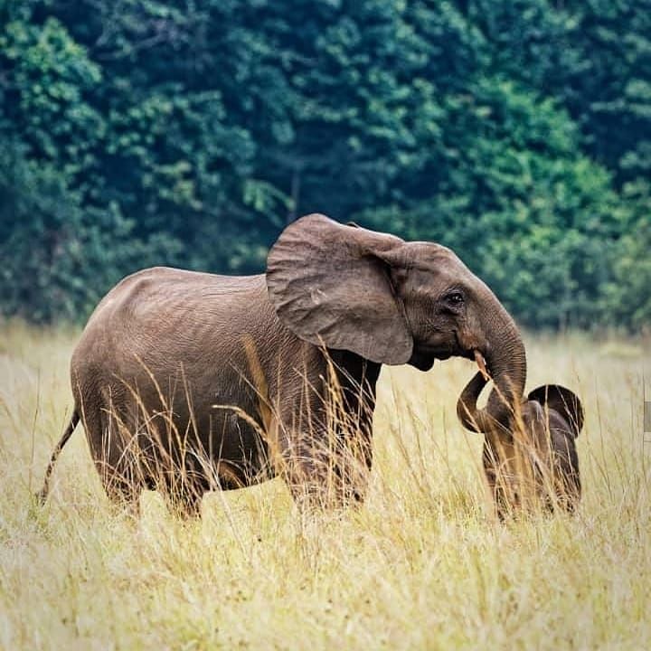 Photo 5 de Gabon