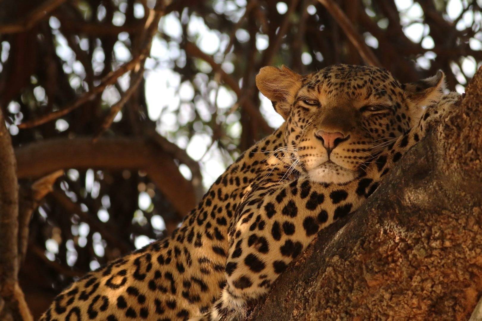 Photo 2 de Namibie