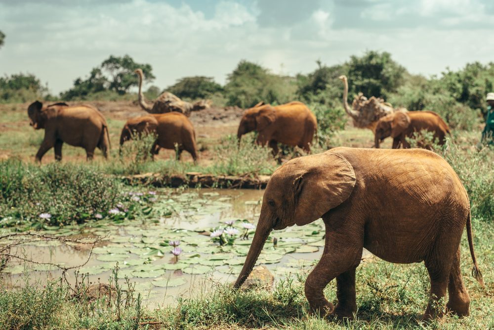 Home Kenya