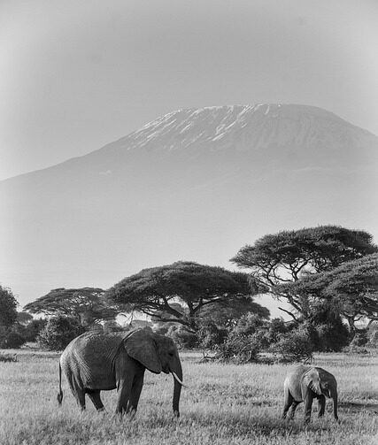 Home elephants 4042763 640